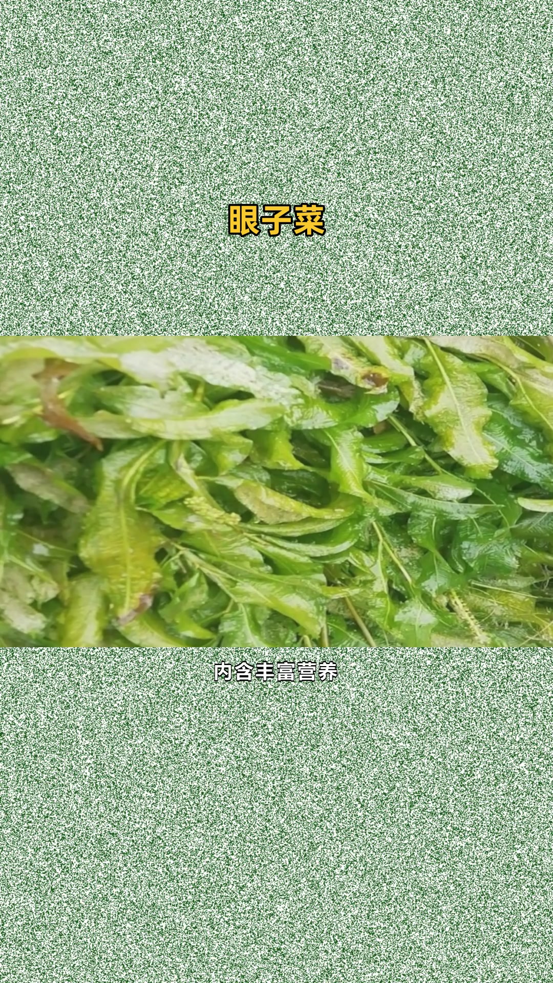 马来眼子菜小苗推荐