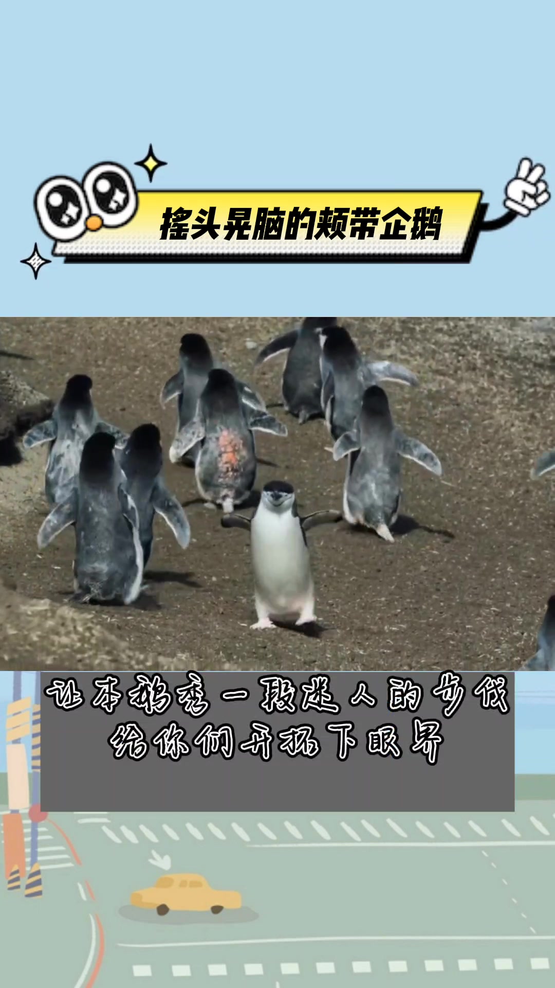 真羡慕这无忧无虑的企鹅