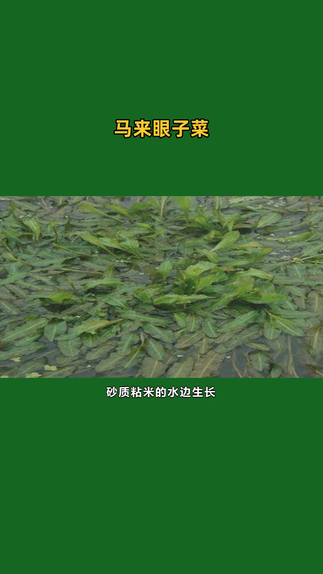 马来眼子菜小苗介绍
