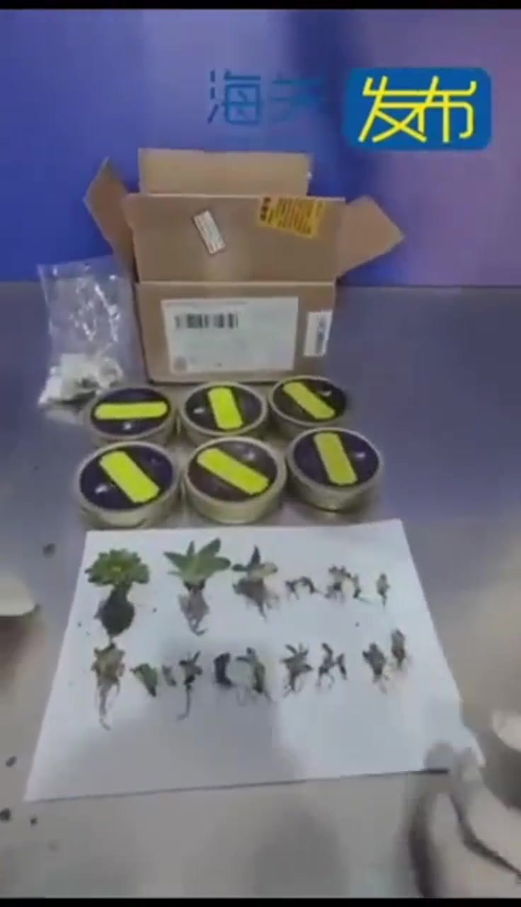 长沙邮局海关查获21株多肉植物