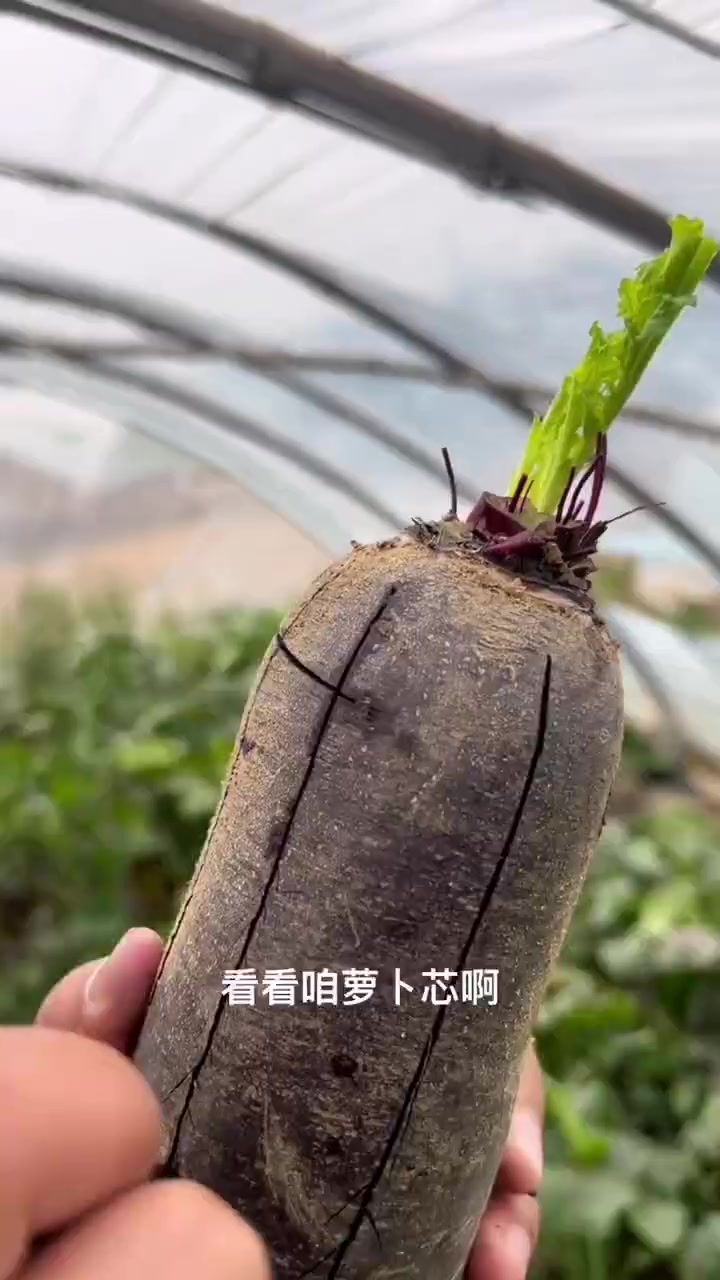 山东的土地种出来的萝卜好看又好吃,承包冬日里的中国胃