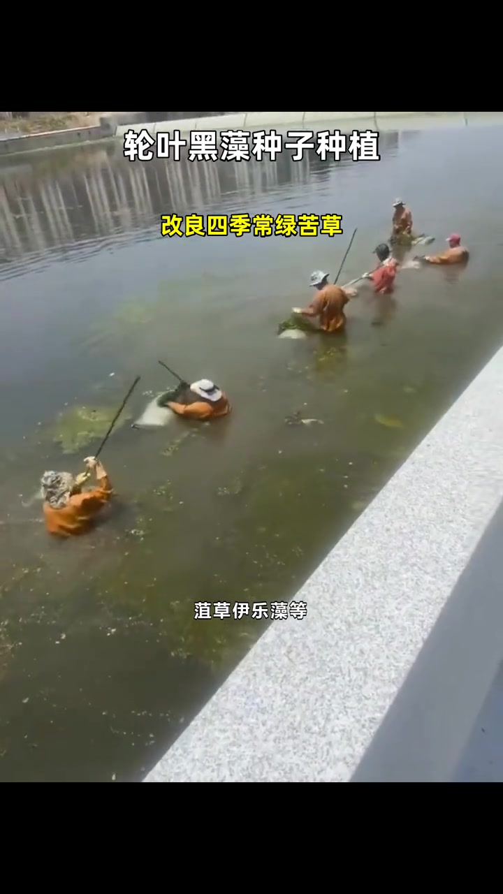 改良四季常绿苦草 轮叶黑藻种子种植 沉水植物轮叶黑藻