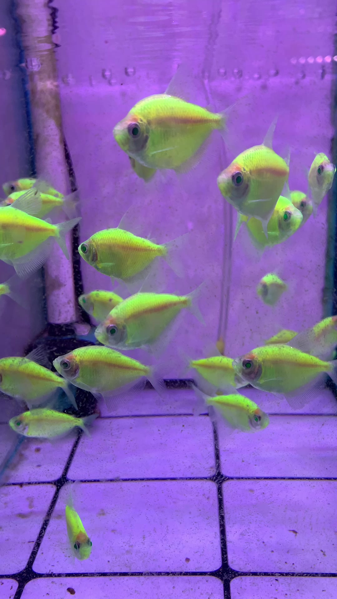 天使鱼系列之青苹果