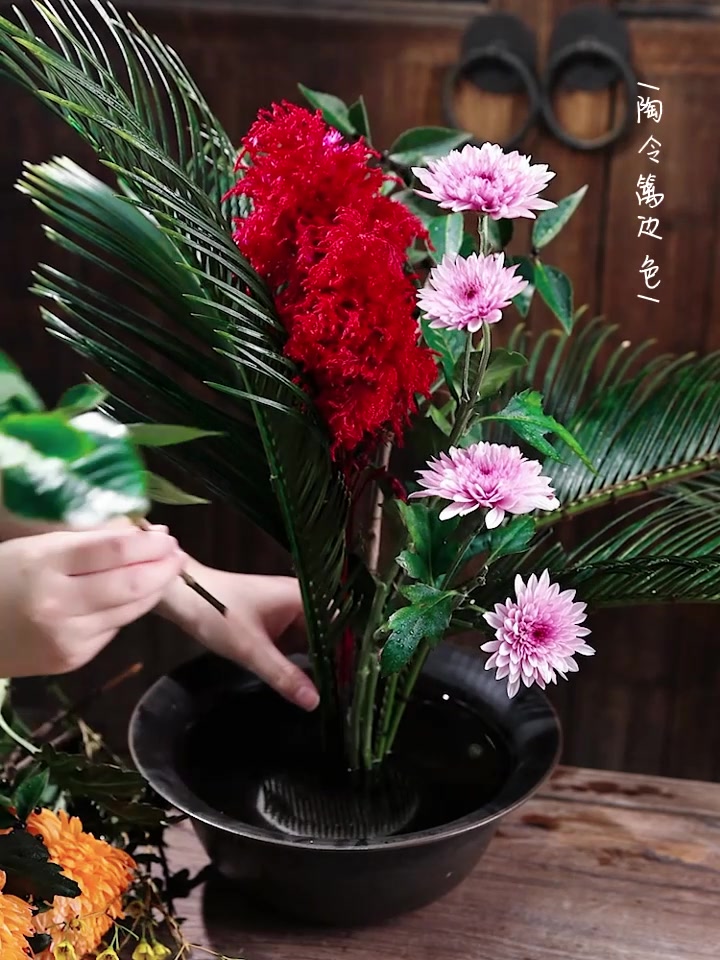 碗花:铁树、牡丹菊、鸡冠花、小菊、奥梅、尾叶越橘