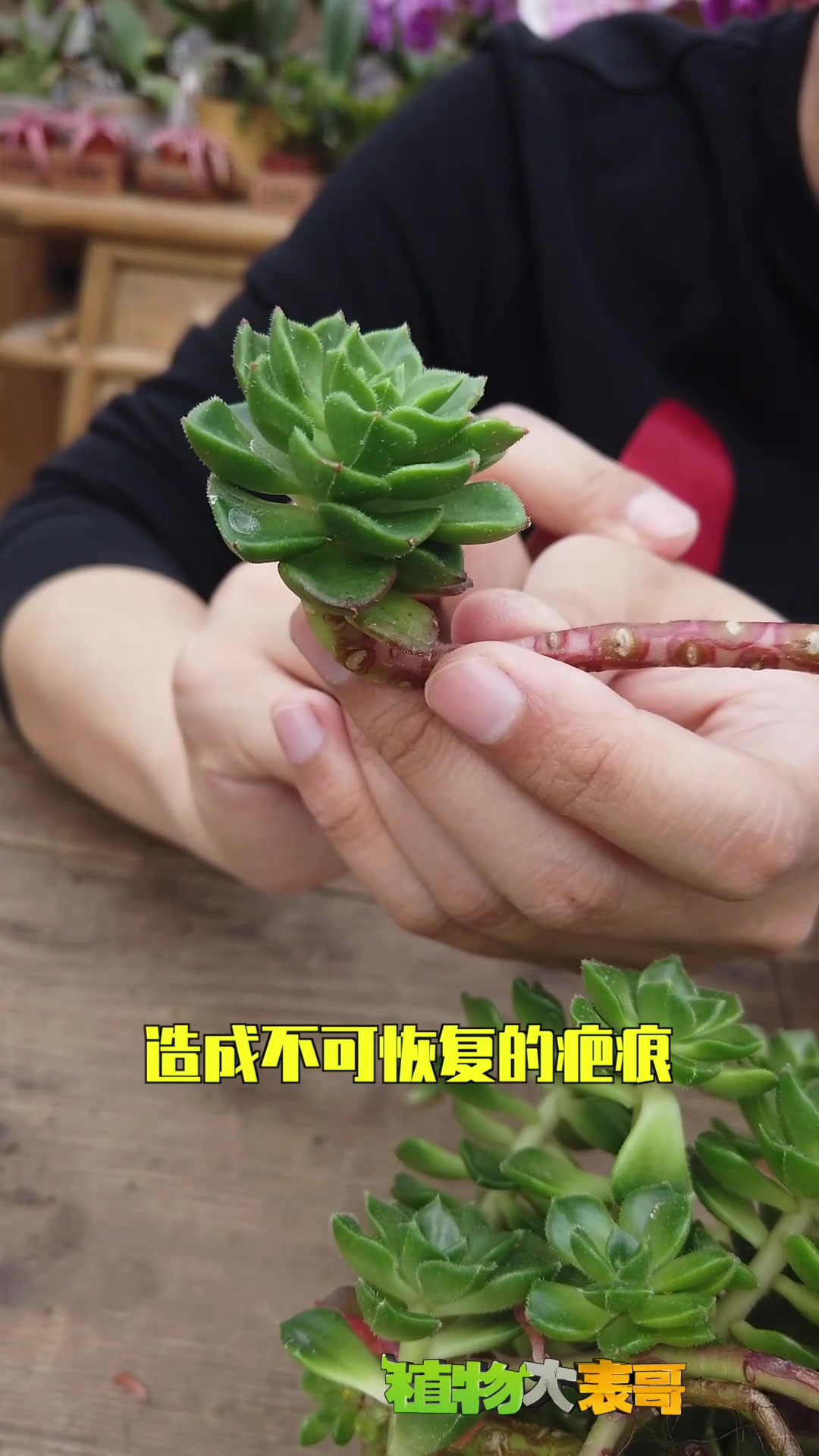 老庄多肉一起来养护吧