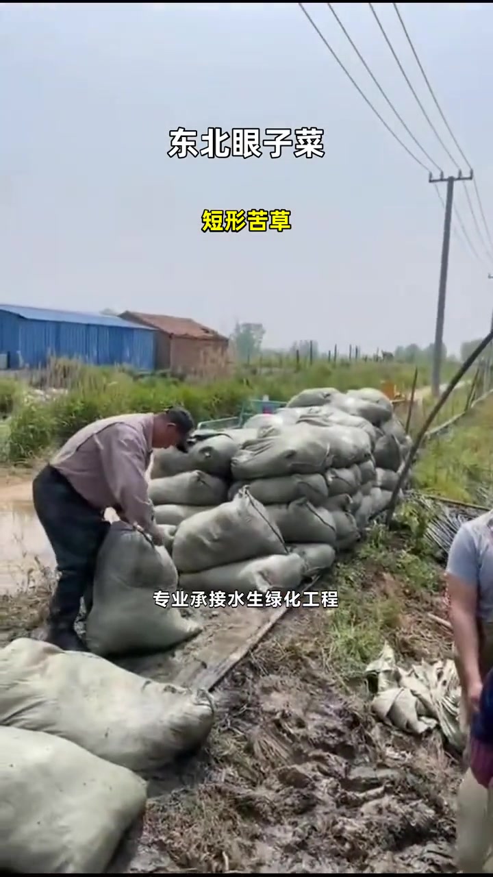 短形苦草 东北眼子菜 穿叶眼子菜