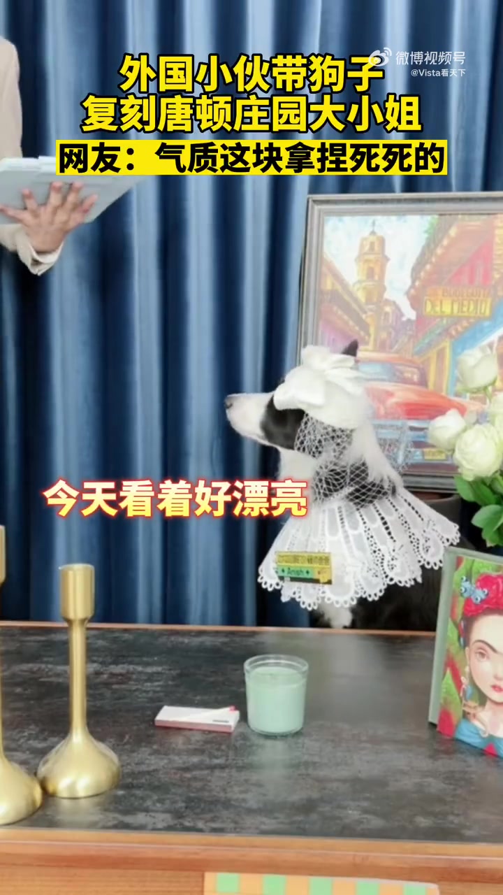 「外国小伙带狗子复刻唐顿庄园大小姐:边牧天花板,优雅入骨髓」近日,一外国小伙在直播间让爱宠