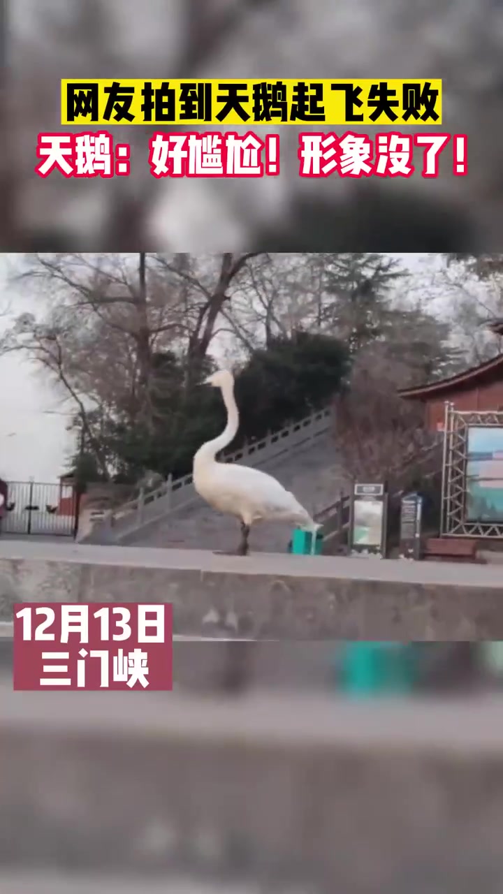 网友拍到天鹅起飞失败瞬间 天鹅:好尴尬,形象没了!