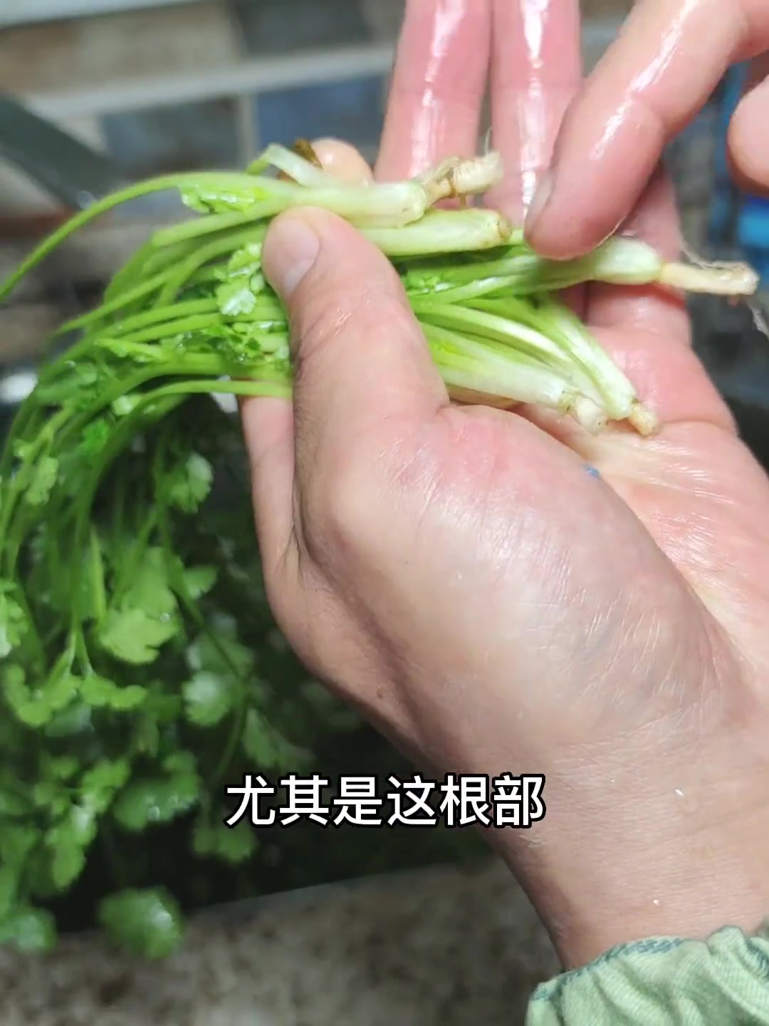 你爱吃香菜么?如果爱,千万不要错过这个视频!美食教程 咸菜 纯天然绿色蔬菜 香菜 香菜的神