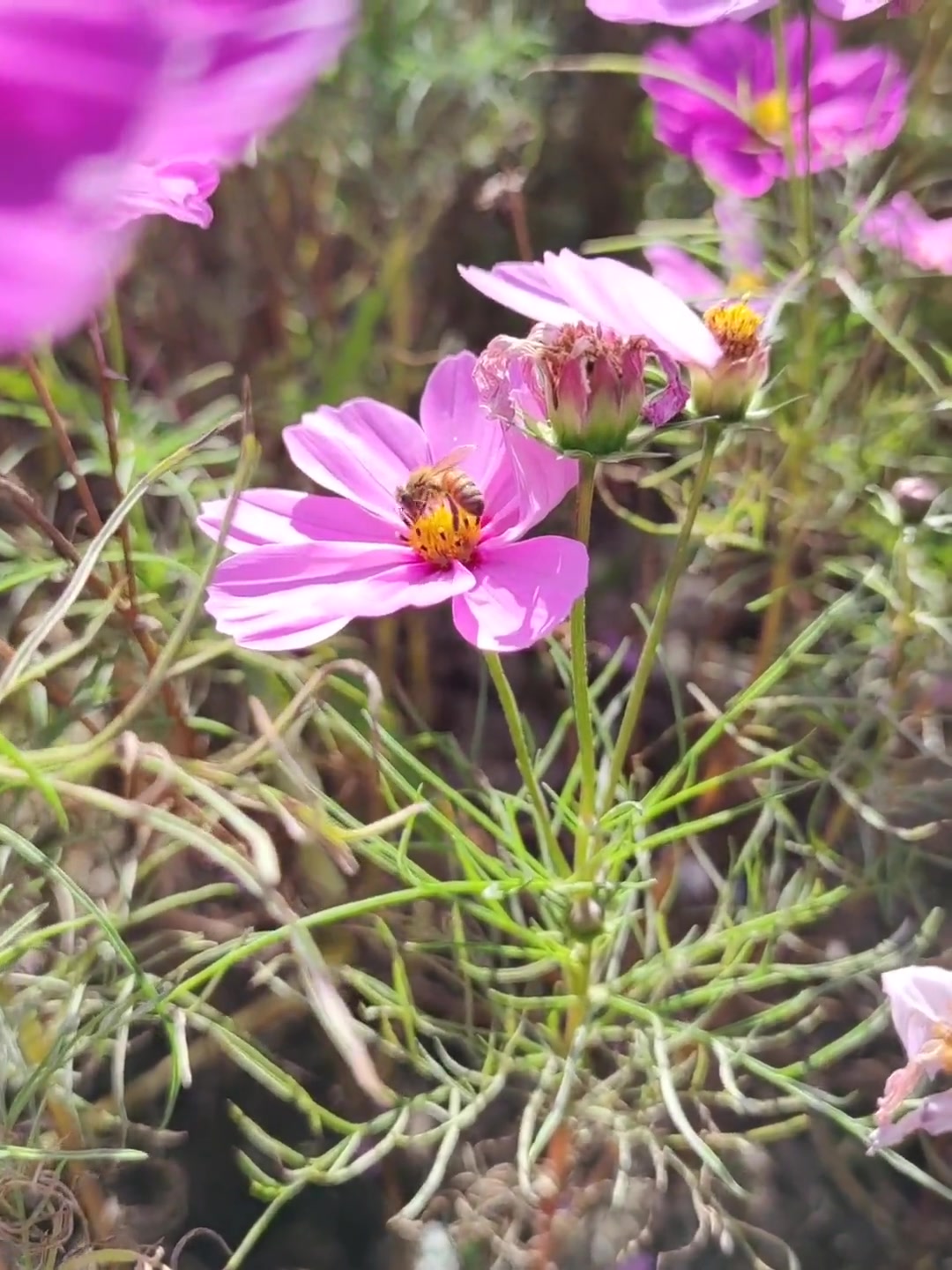 天津的秋日不仅有美景,还有让你流连忘返的美食,做一罐特色“麻线虾酱”感受一下吧!你好天津 