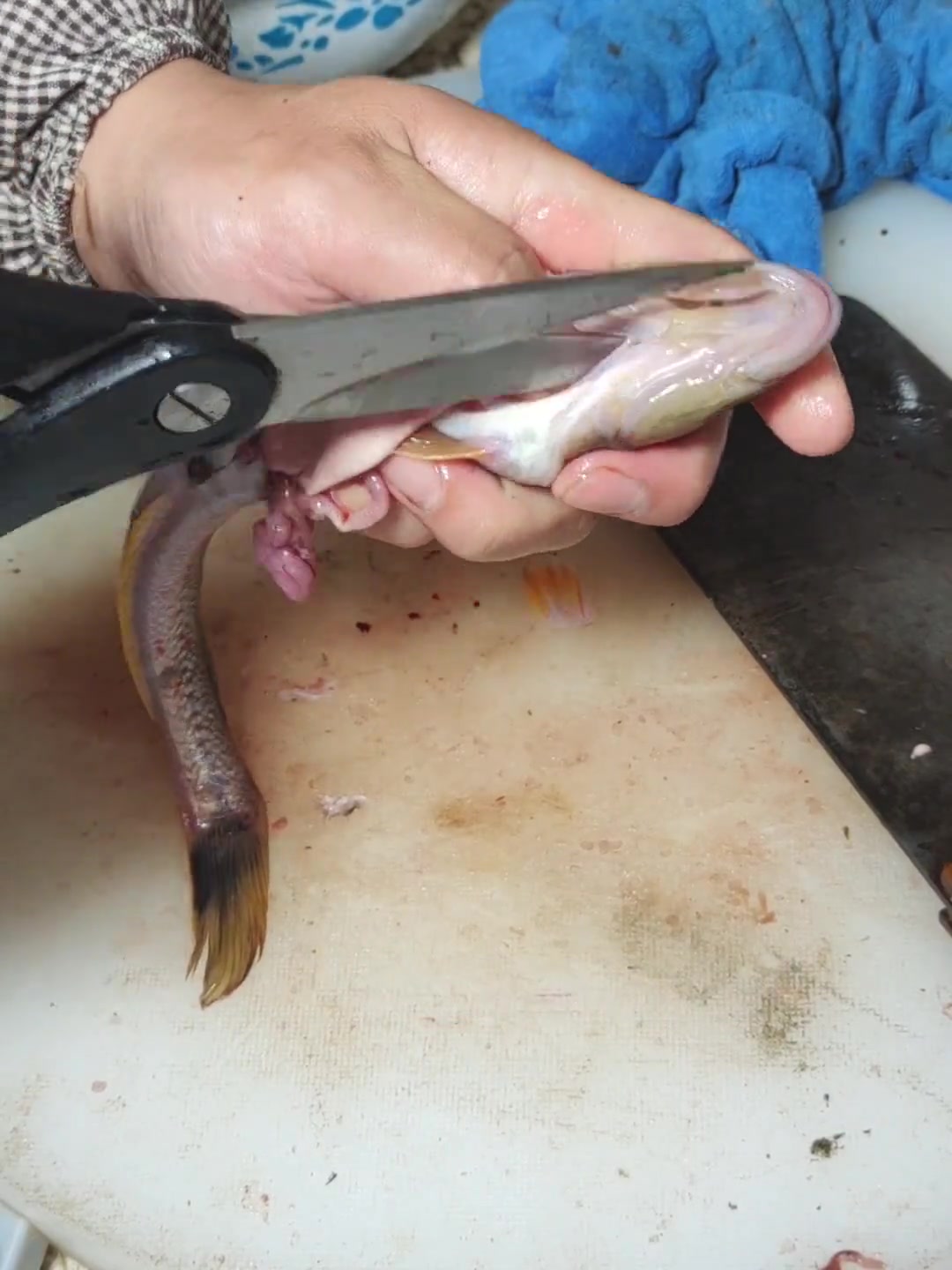 又到了晒鱼干的季节了,天津叫海鲶鱼,有的地方叫楞蹦鱼,你们那里叫什么?美食教程 鱼干 生活