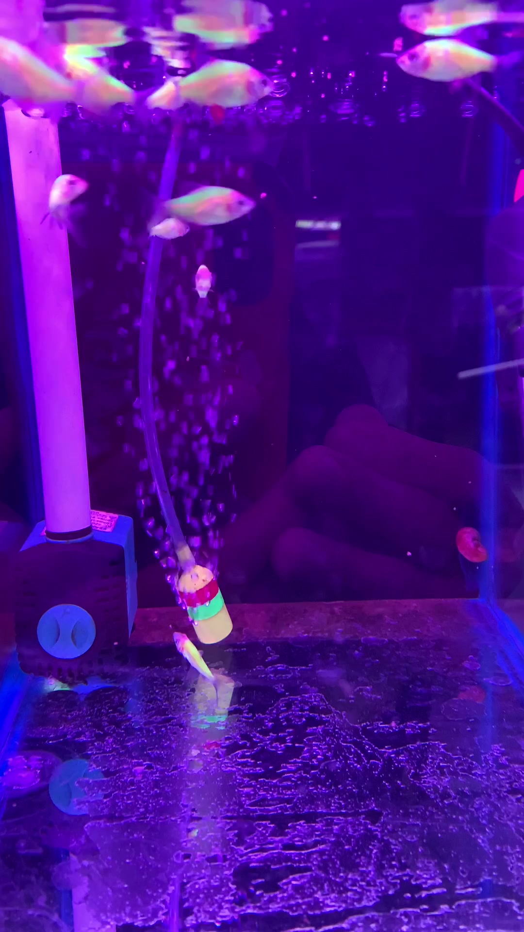 虎皮鱼系列之荧光绿