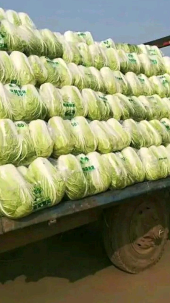 冬储大白菜,黄心白菜入库