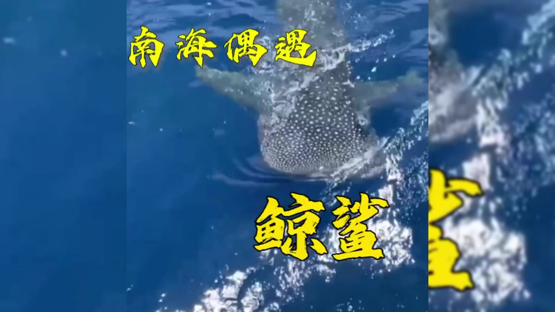 你一定没见过的海洋大物,南海海钓之行偶遇鲸鲨,萌萌的有点可爱