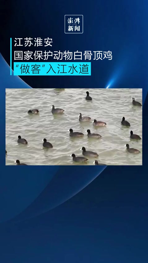 国家保护动物白骨顶鸡“做客”入江水道