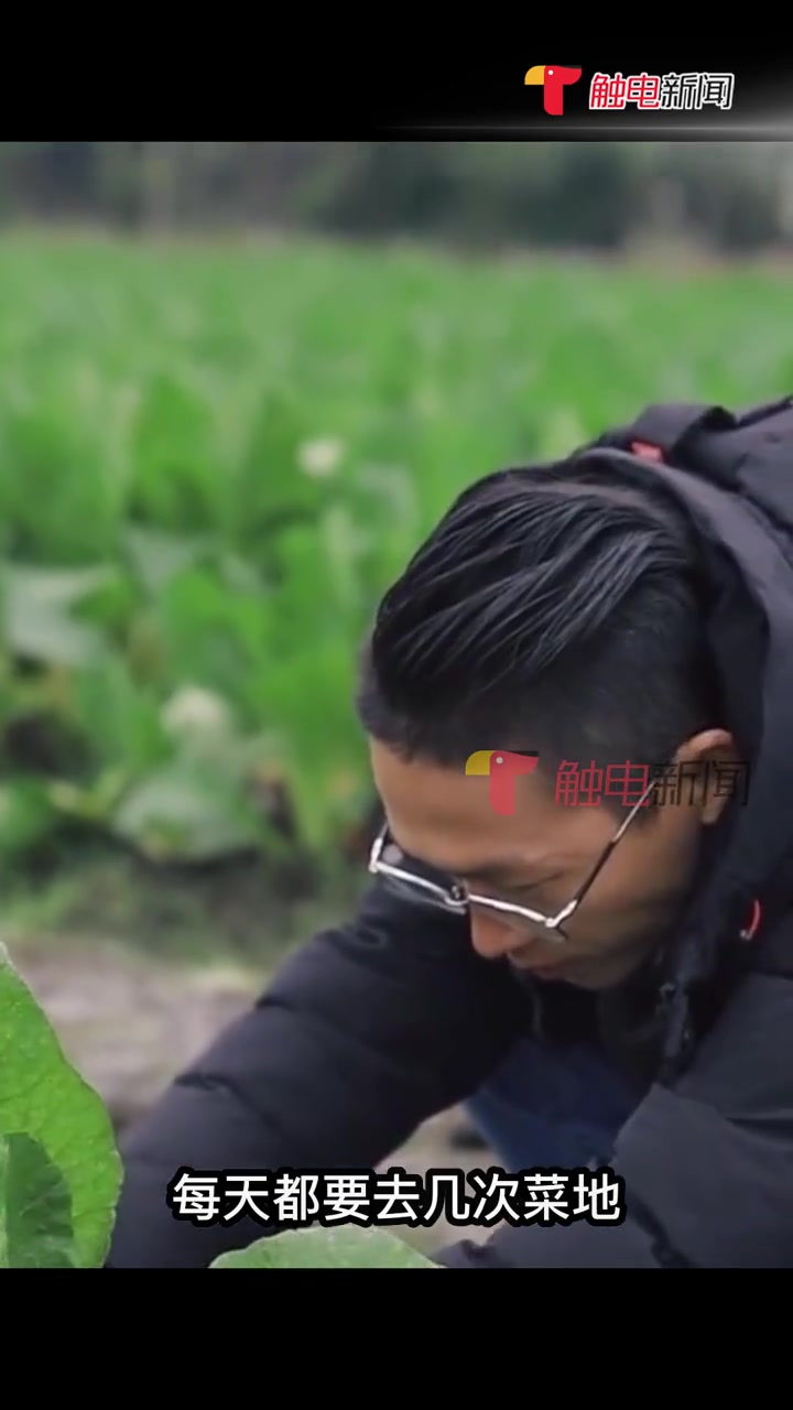 小菜心里有大大的学问!跟着我们到田间地头,探寻连州菜心“养成记”!