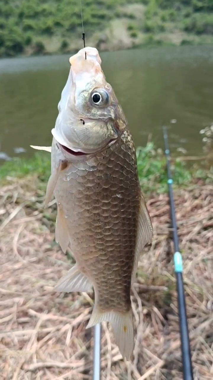 真实户外 钓鱼 鲫鱼 大板鲫