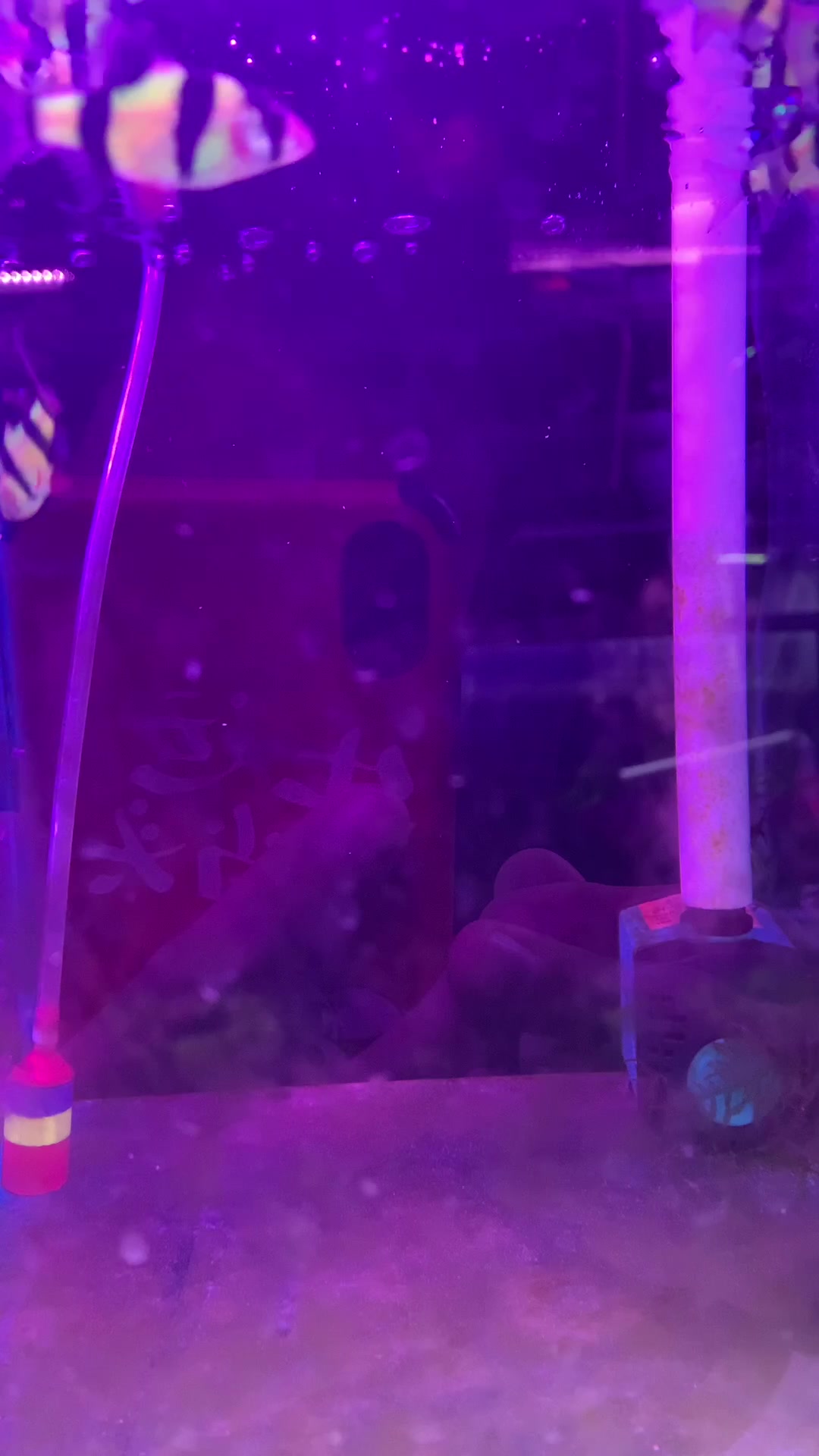 虎皮鱼系列之绿虎皮