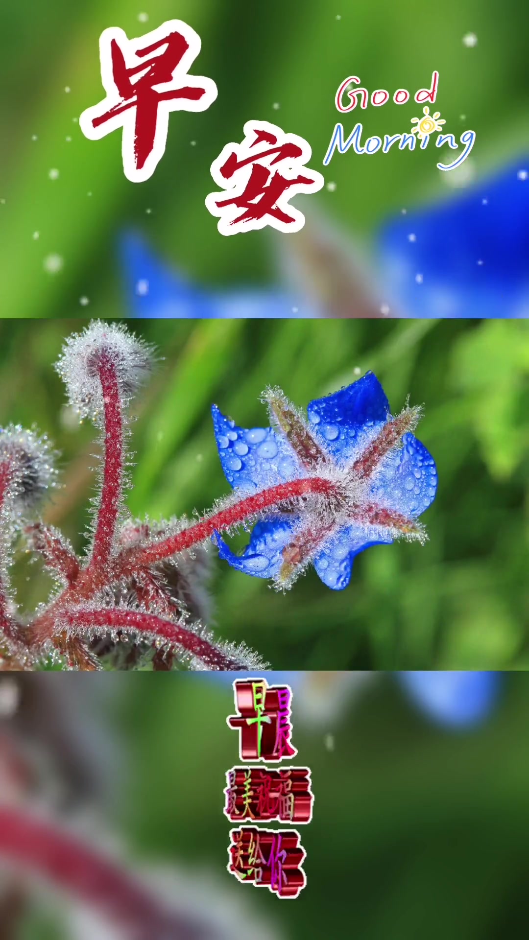 今天是12月3日星期六,早上好呀,又是愉快的一天开始了,人生不求财富满地,但求健康四季,情