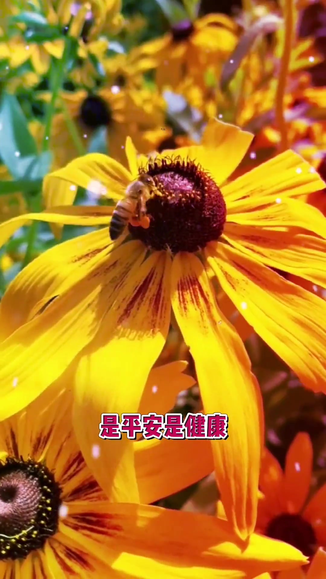 早上好呀,美好的一天开始了,世界上最珍贵的东西,不是金子,也不是钻石,是关心,是惦记,是平