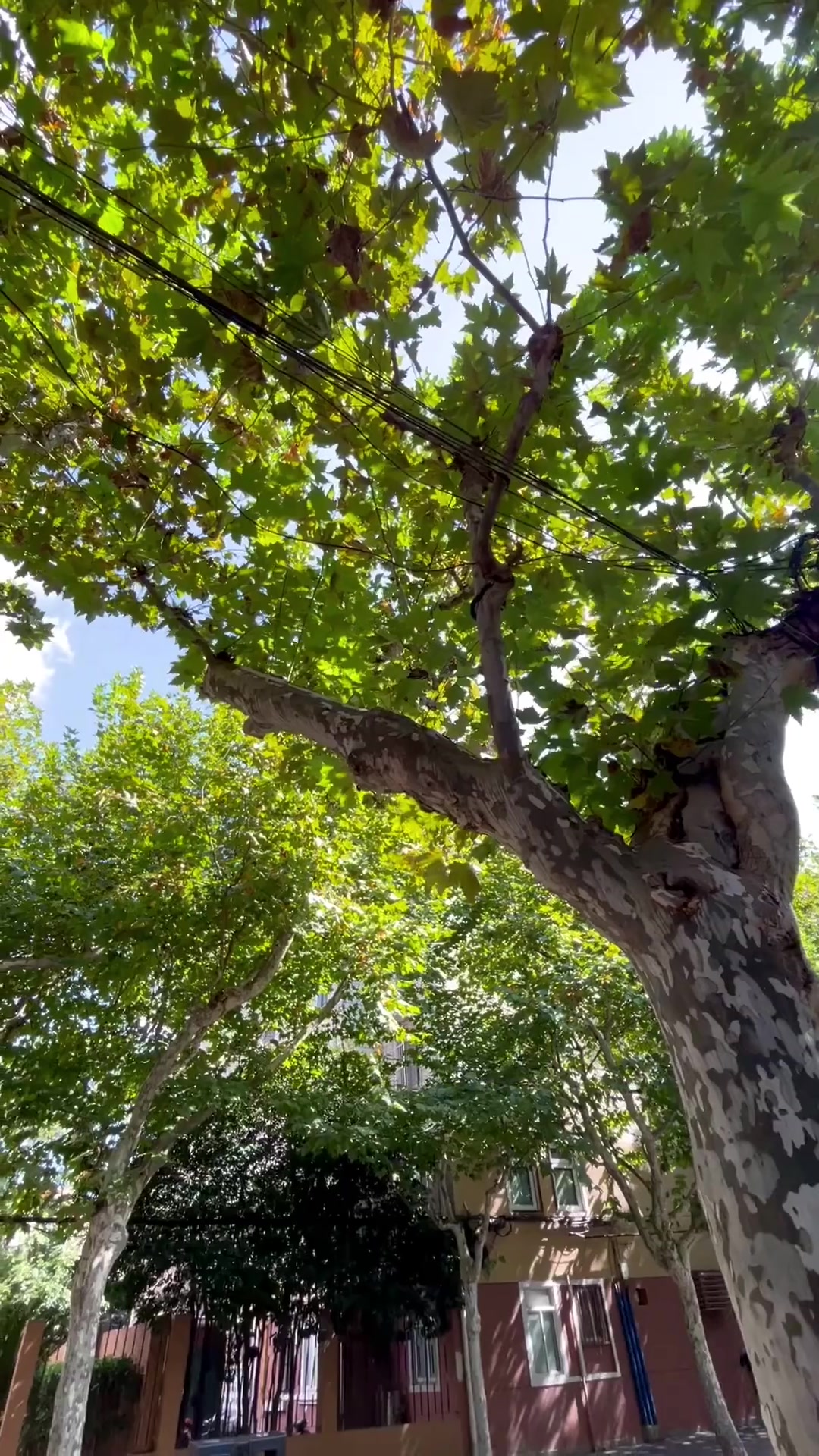 本帮是什么帮,有什么帮规吗?上海 本帮菜 上海话 周末去哪玩