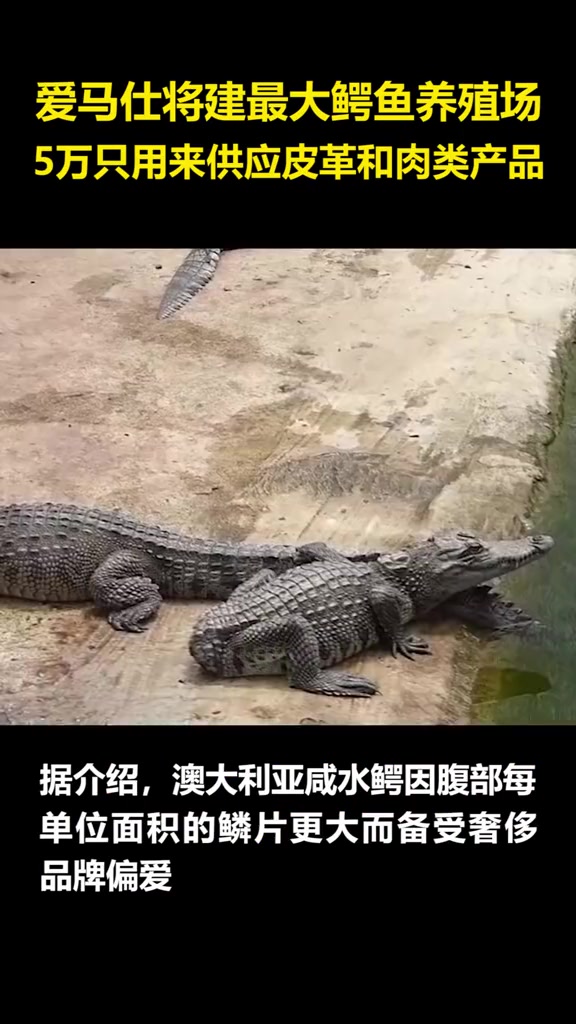 爱马仕将建最大鳄鱼养殖场,5万只用来供应皮革和肉类产品