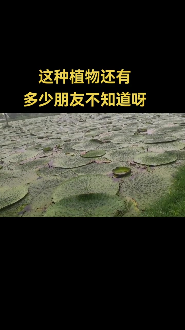 鸡头菱 芡实 食疗植物淮滨县乡村振兴支柱农产品,农户致富产品 乡村振兴