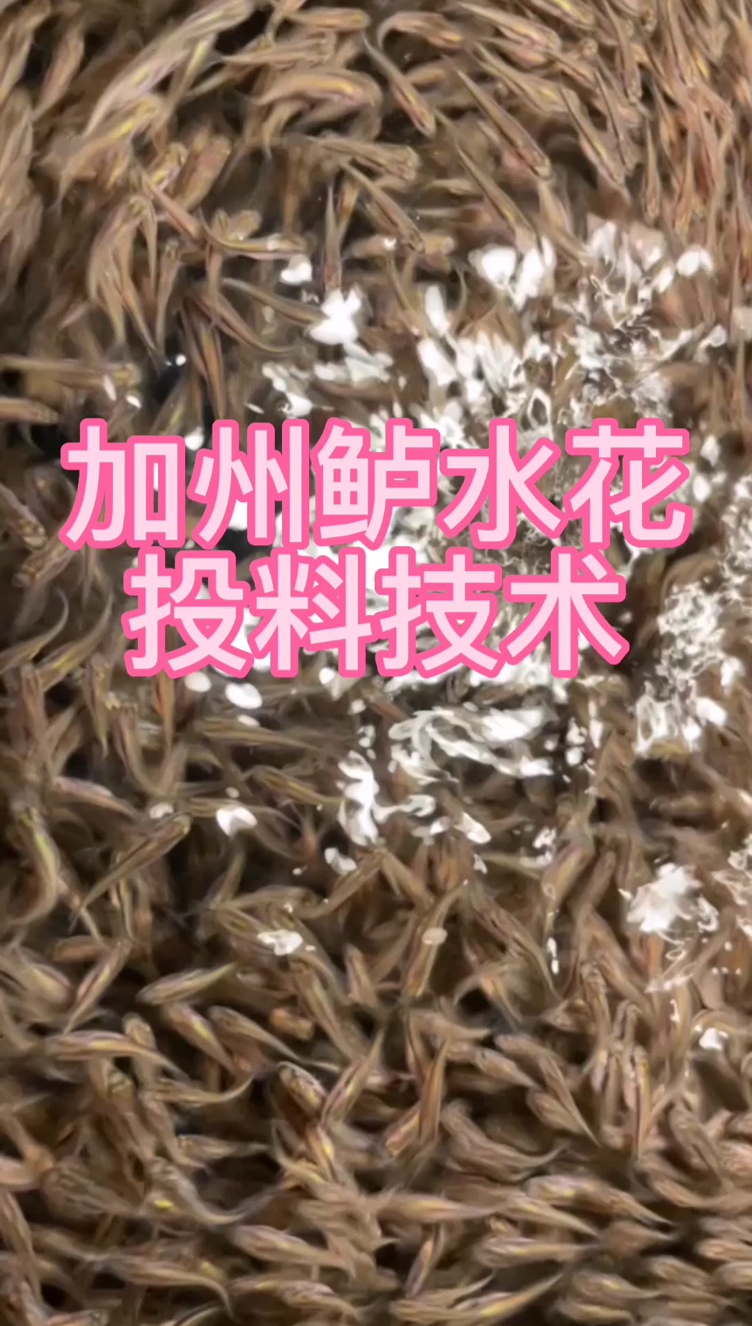 加州鲈水花投料技术