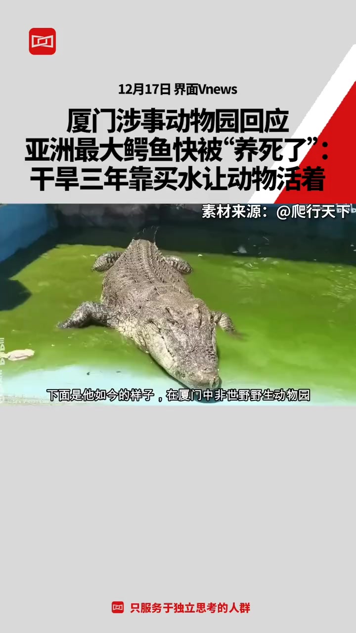 厦门涉事动物园回应亚洲最大 #鳄鱼  快被“养死了”:干旱三年靠买水让动物活着 #热点知多