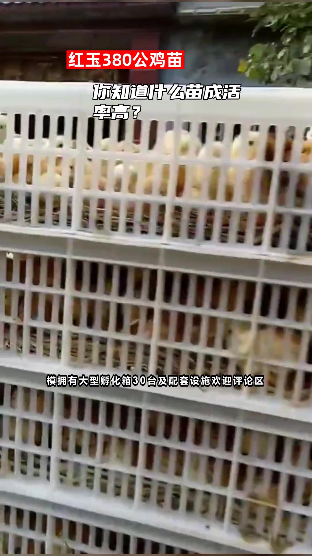 你知道什么苗成活率高?