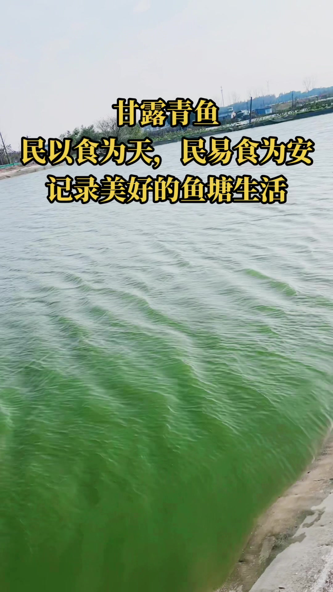 一年一次的甘露青鱼开捕咯 甘露青鱼记录美好生活