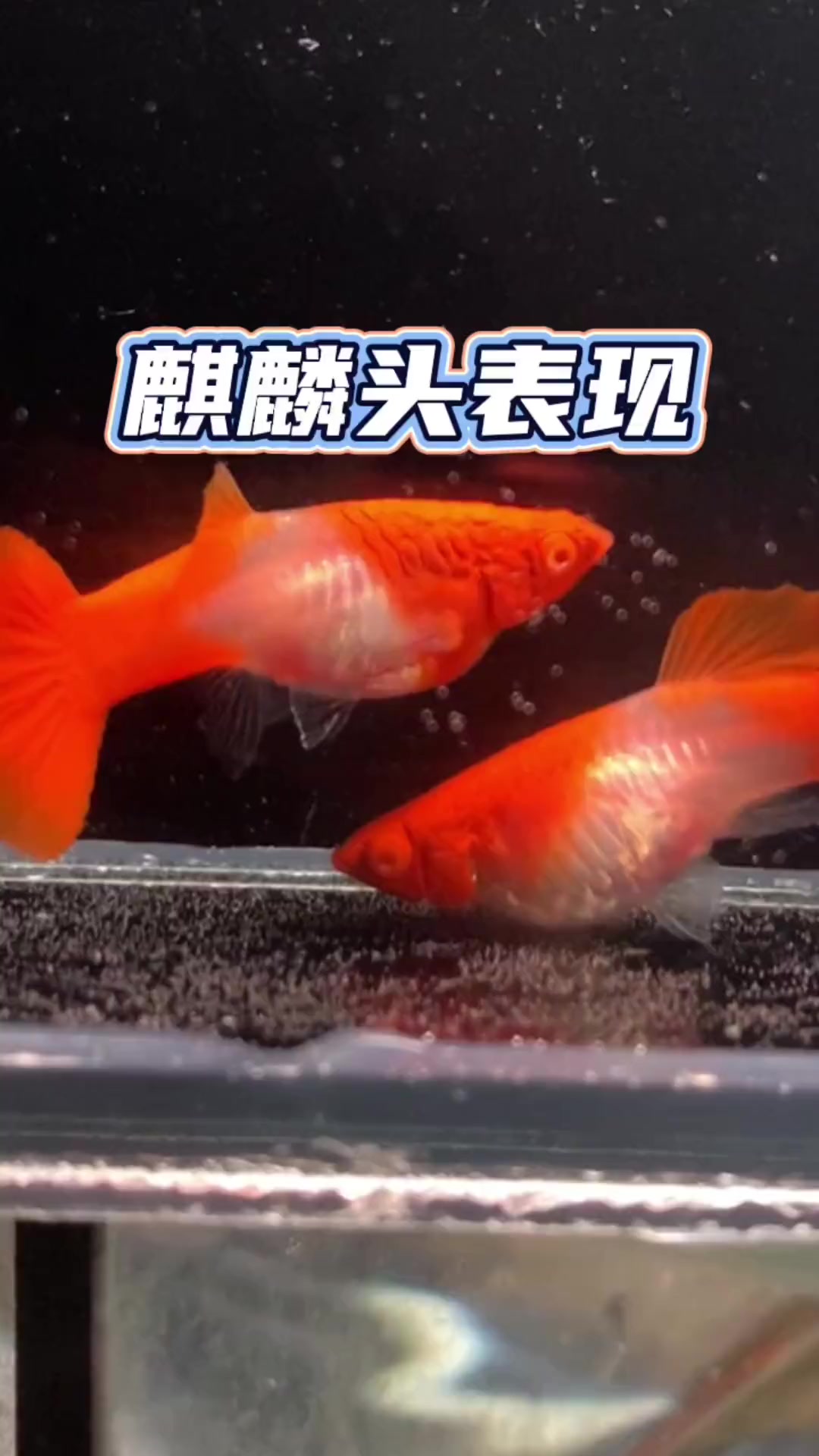 麒麟头表现的鸿运当头孔雀鱼 孔雀鱼 观赏鱼 集结吧光合创作者 养鱼日常 养鱼人