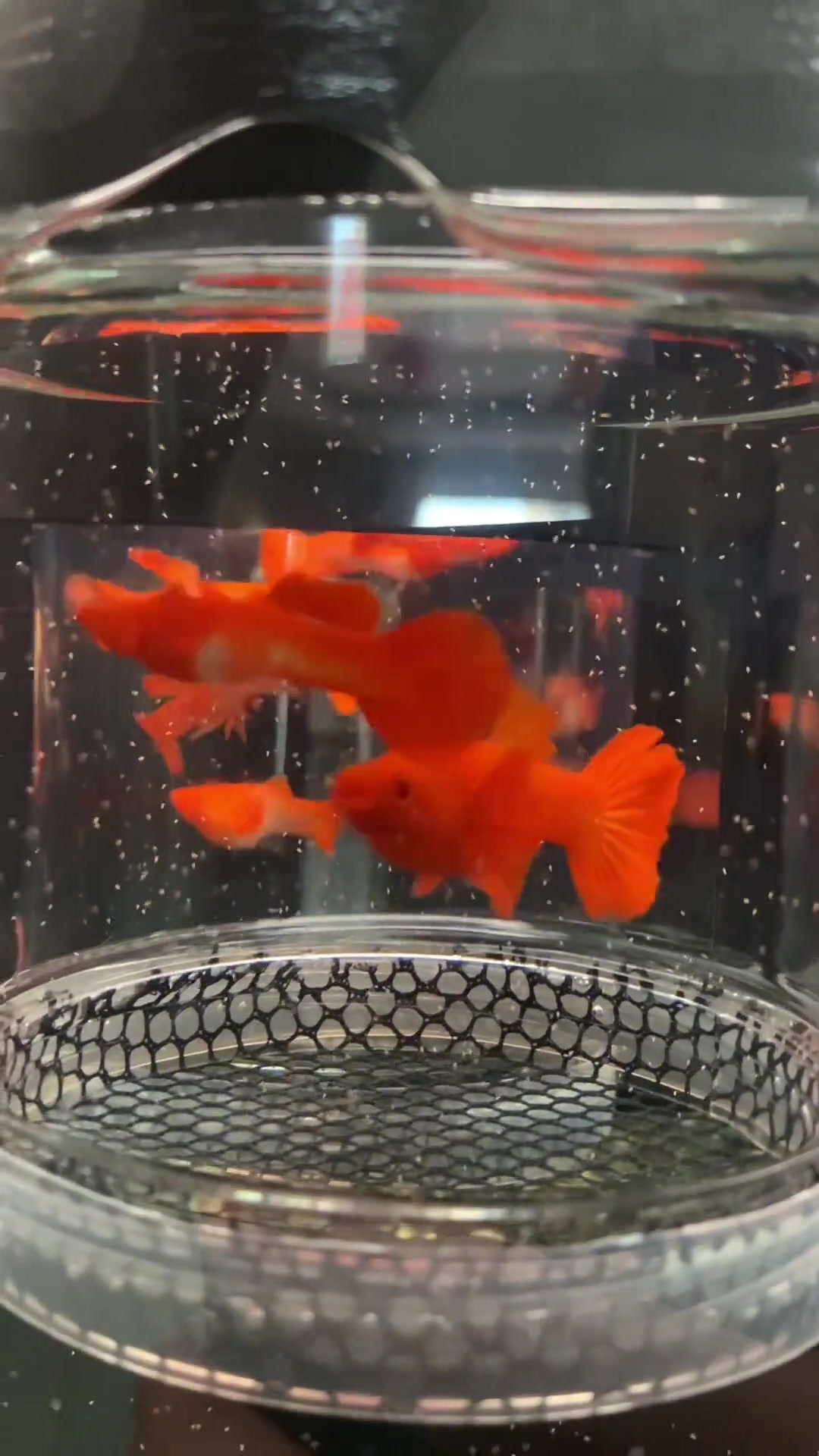 极品鸿运当头,可遇不可求,像红箭吗?观赏鱼 孔雀鱼 集结吧光合创作者 养鱼日常 水族 鱼 