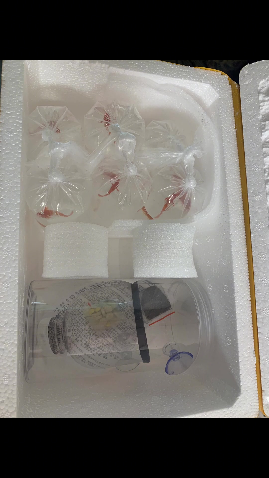 孔雀鱼属于低氧鱼,在袋子里能活多久 观赏鱼 孔雀鱼 集结吧光合创作者 养鱼日常 水族 养鱼