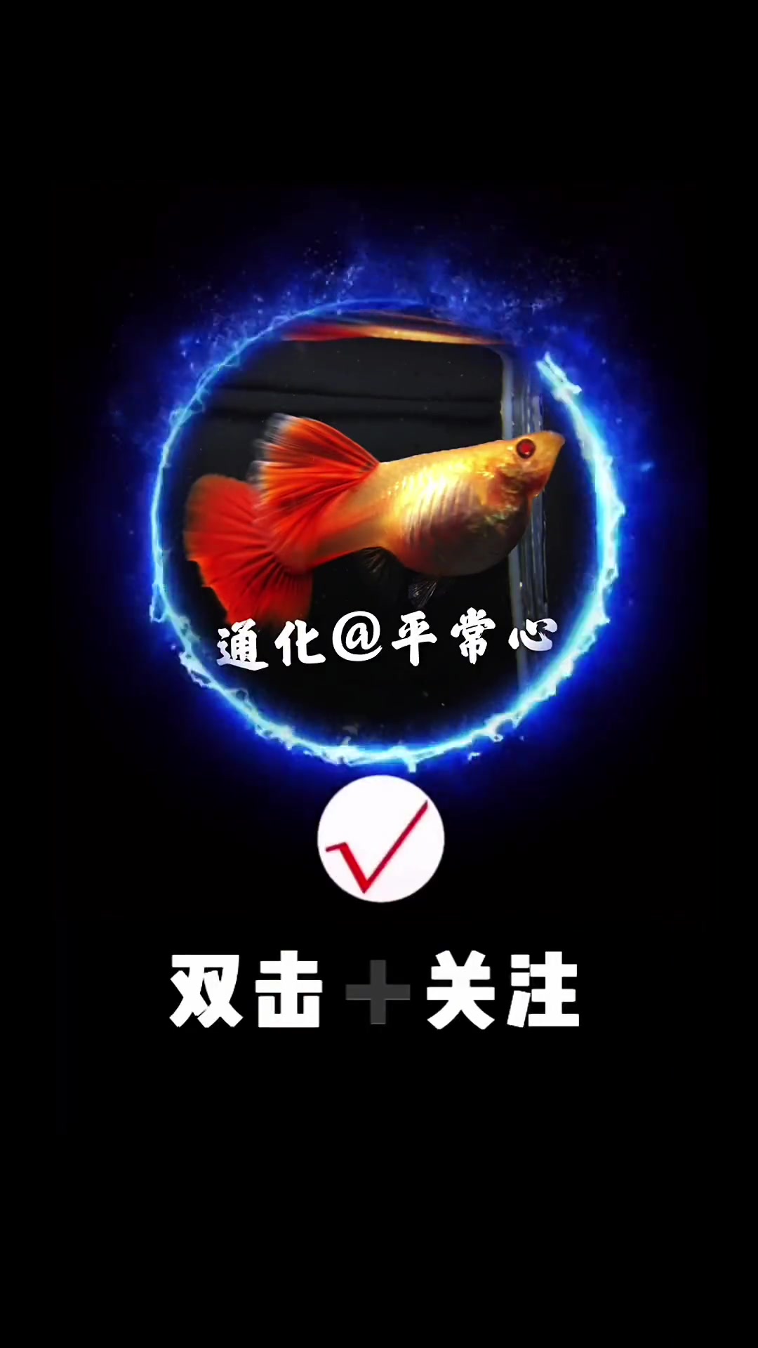 全红白子和血红有啥区别 观赏鱼 孔雀鱼 集结吧光合创作者 水族 养鱼人 鱼 鱼儿水中游 鱼