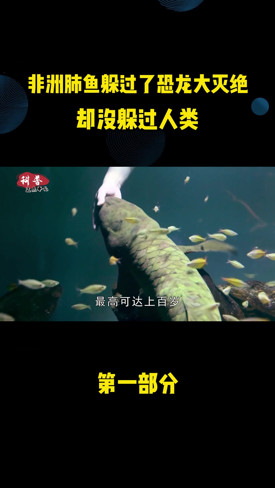 非洲肺鱼不吃不喝存活半年,躲过了恐龙大灭绝,却没躲过人类