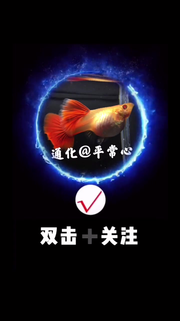 孔雀鱼的寿命有多久 孔雀鱼 养鱼日记 热带鱼 水族 观赏鱼 鱼 鱼儿水中游