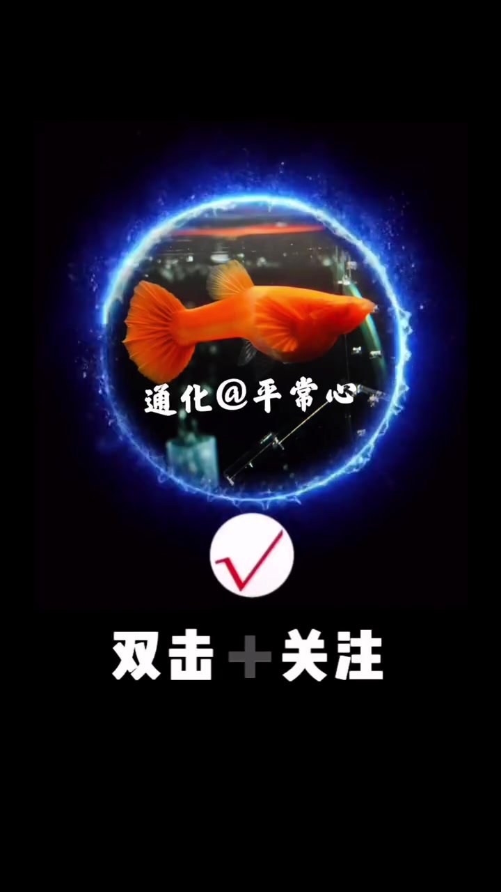 鸿运当头 孔雀鱼 养鱼