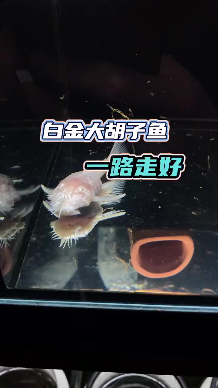 一路走好 养鱼 热带鱼 轻松养鱼快乐养鱼 胡子鱼 养鱼日记