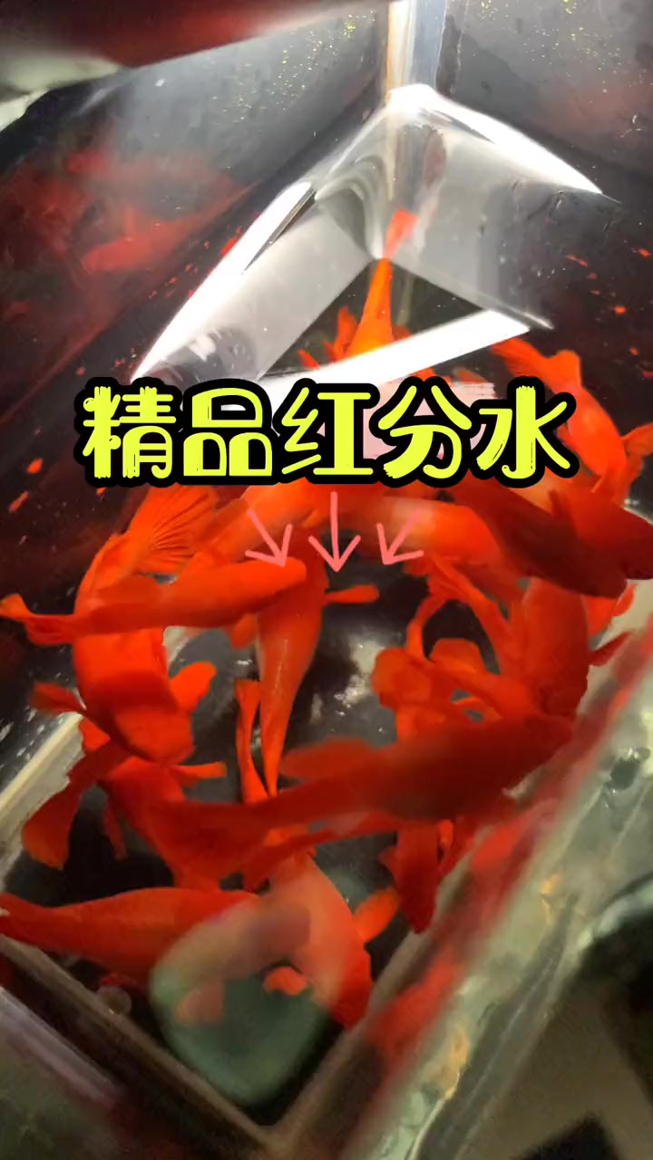 通背包头包鳃包肚双分水鸿运当头孔雀鱼 养鱼 观赏鱼 孔雀鱼