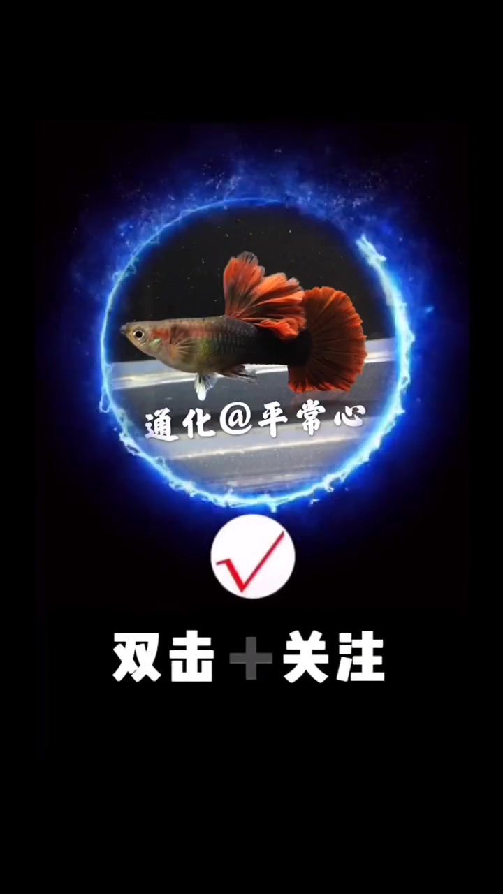 背鳍一根红刺 热带鱼 孔雀鱼 巴西褶扇