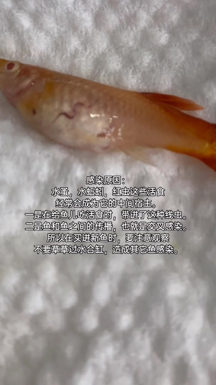 驼型线虫见过吗?热带鱼 孔雀鱼 线虫