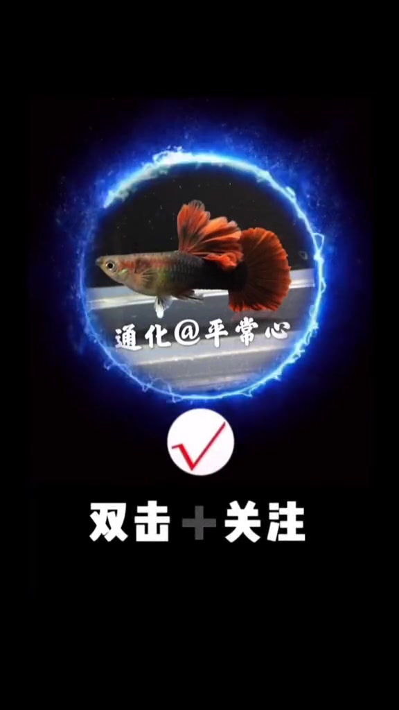 巴西褶扇种鱼梯队 孔雀鱼 热带鱼 巴西褶扇