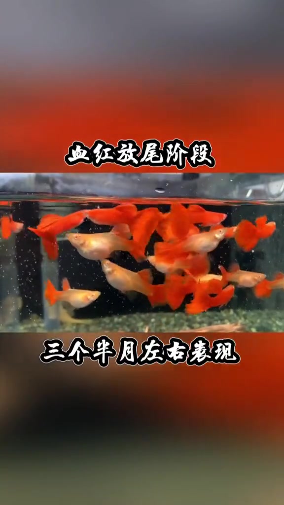 血红放尾阶段 孔雀鱼 热带鱼 血红