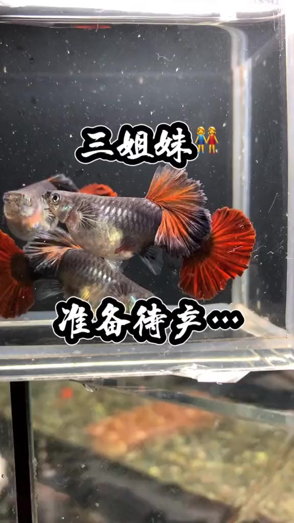 准备待产……孔雀鱼 巴西褶扇 热带鱼