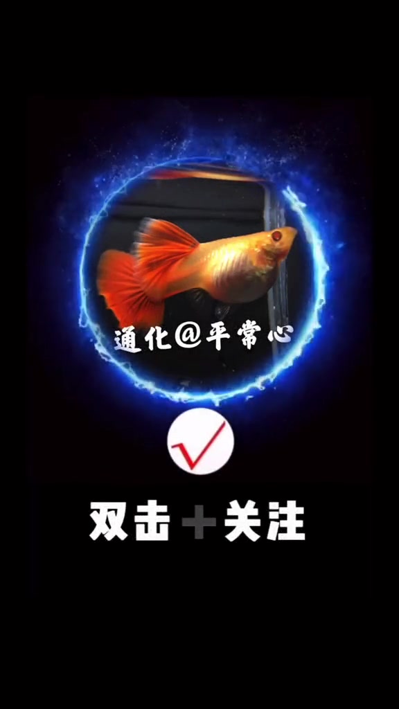 红背血红之美(种鱼级)孔雀鱼 血红 热带鱼