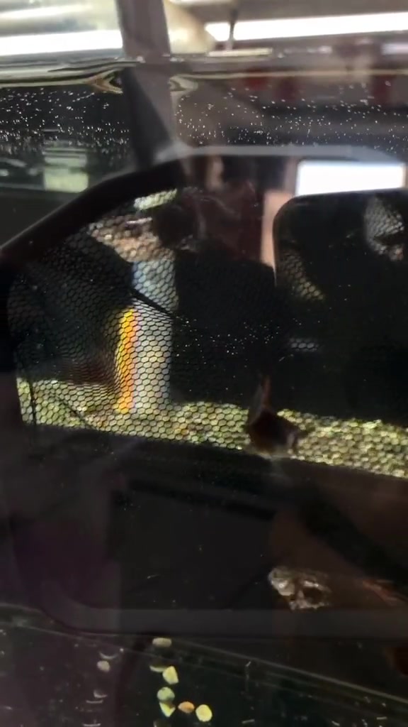 鲨鱼翅公鱼 孔雀鱼 巴西褶扇 热门