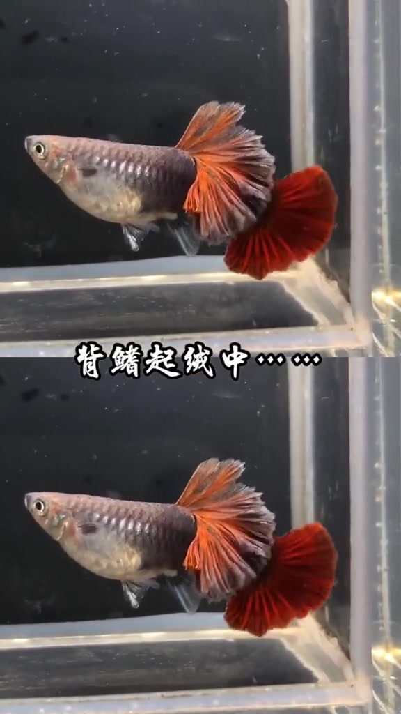 重点看背鳍,背比尾大哦 孔雀鱼 巴西褶扇 热带鱼