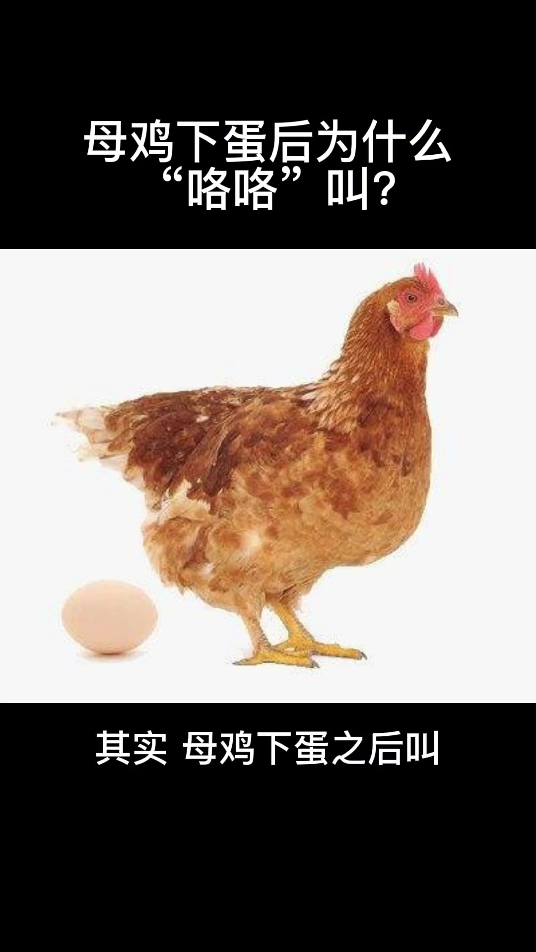 母鸡下蛋后为什么咯咯叫?知识分享 科普 观察 鸡 开眼界了
