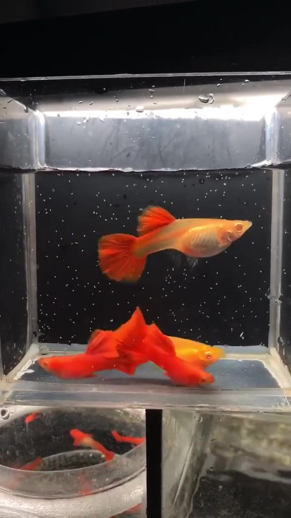 孔雀鱼之血红(精品种鱼级)粗腰红背 血红 热带鱼 孔雀鱼 观赏鱼 热门